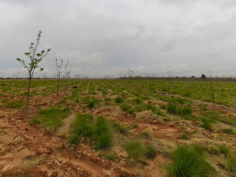 PECAN FARM INVESTMENT OPPORTUNITY – KOSTER AREA - Photo 6