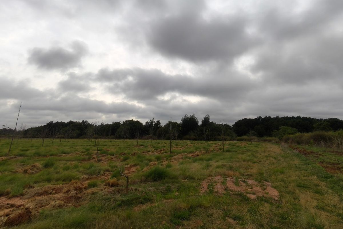 Expansive open farm land featuring young orchard trees and natural grass under a cloudy sky.