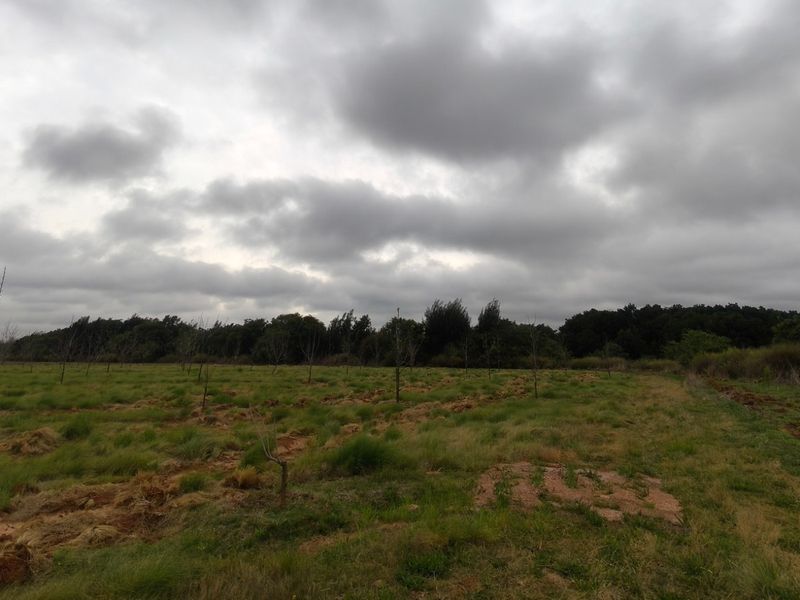 PECAN FARM INVESTMENT OPPORTUNITY – KOSTER AREA - Photo 3