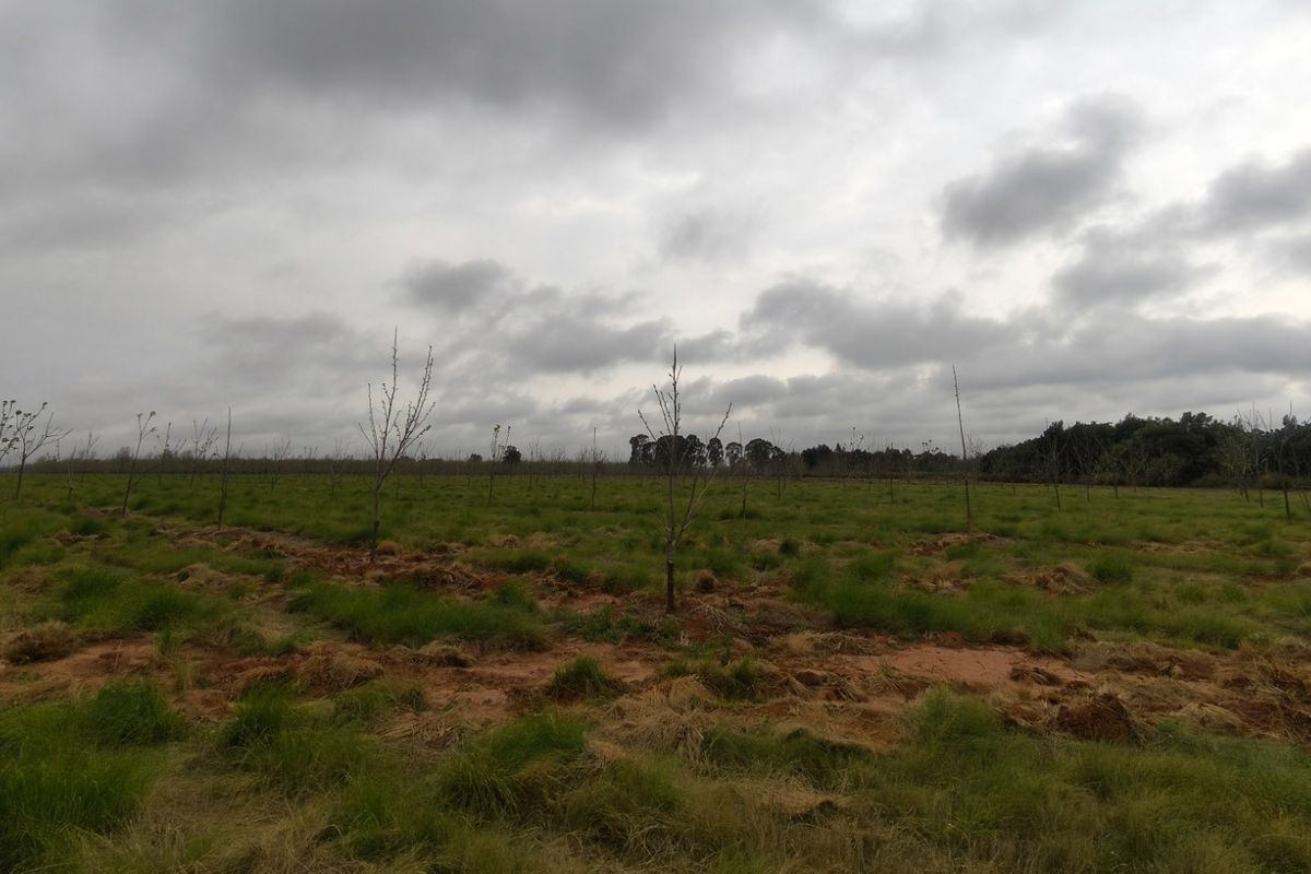 Expansive farm land featuring a young orchard with rows of saplings set against a cloudy sky.