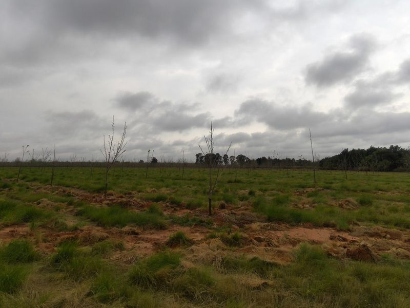 PECAN FARM INVESTMENT OPPORTUNITY – KOSTER AREA - Photo 4