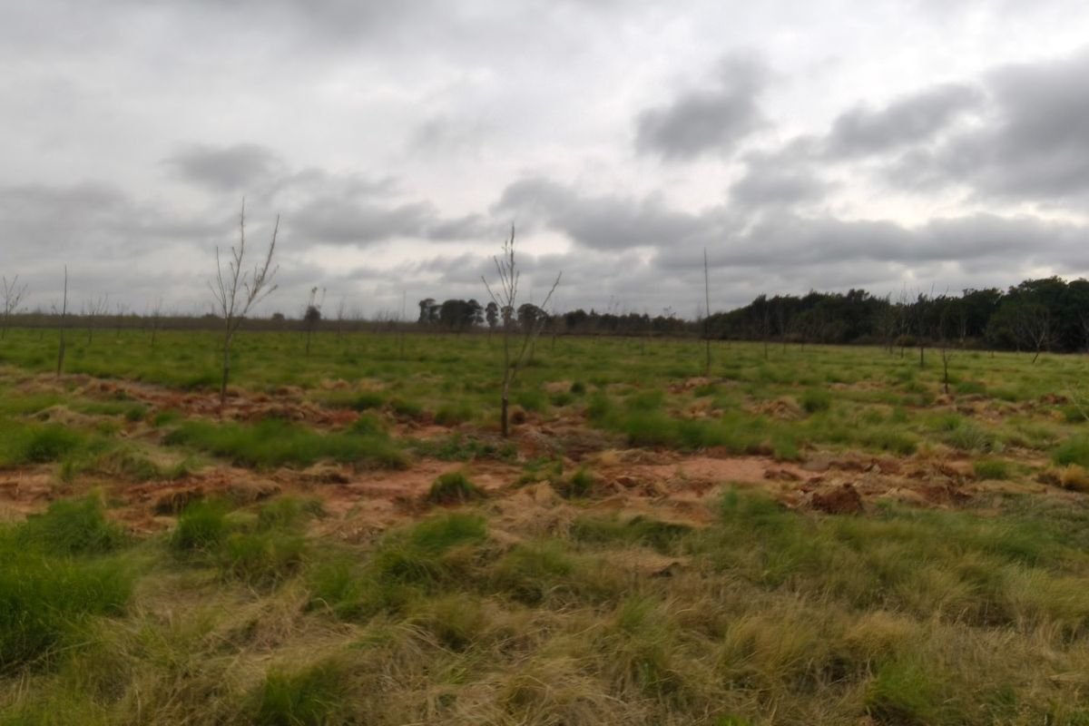 Expansive open farm land featuring young orchard trees and natural grass cover under an overcast sky.