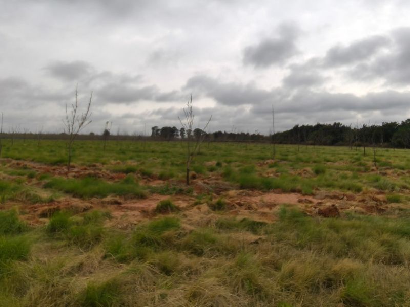 PECAN FARM INVESTMENT OPPORTUNITY – KOSTER AREA - Photo 2
