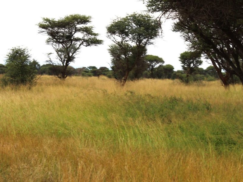 A view of the vacant residential land featuring natural grassland and established native trees.