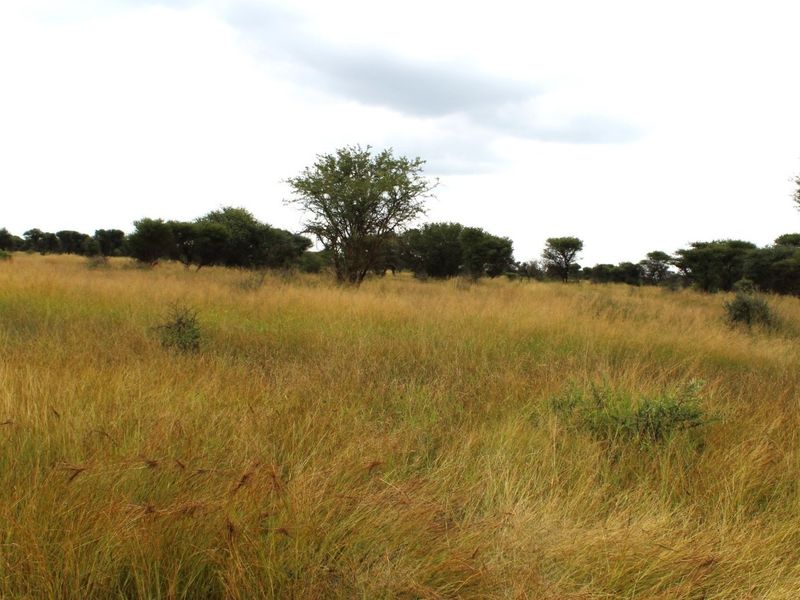 A view of the vacant residential land featuring natural grassland and scattered indigenous trees.