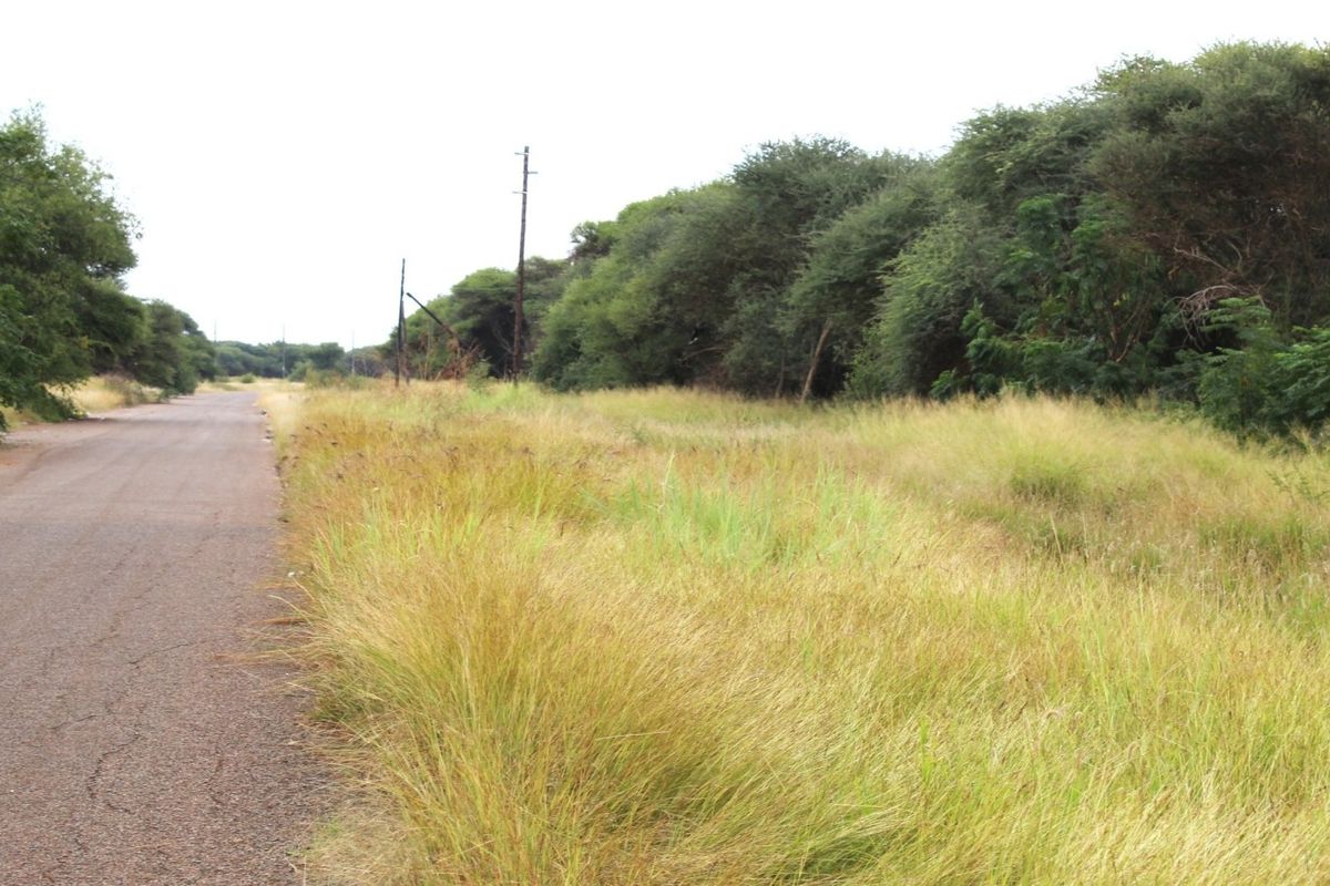 A view of the asphalt road and surrounding natural vegetation and utility poles bordering the vacant residential land.