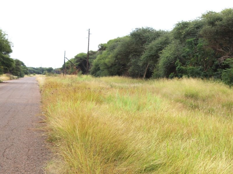 A view of the asphalt road and surrounding natural vegetation and utility poles bordering the vacant residential land.