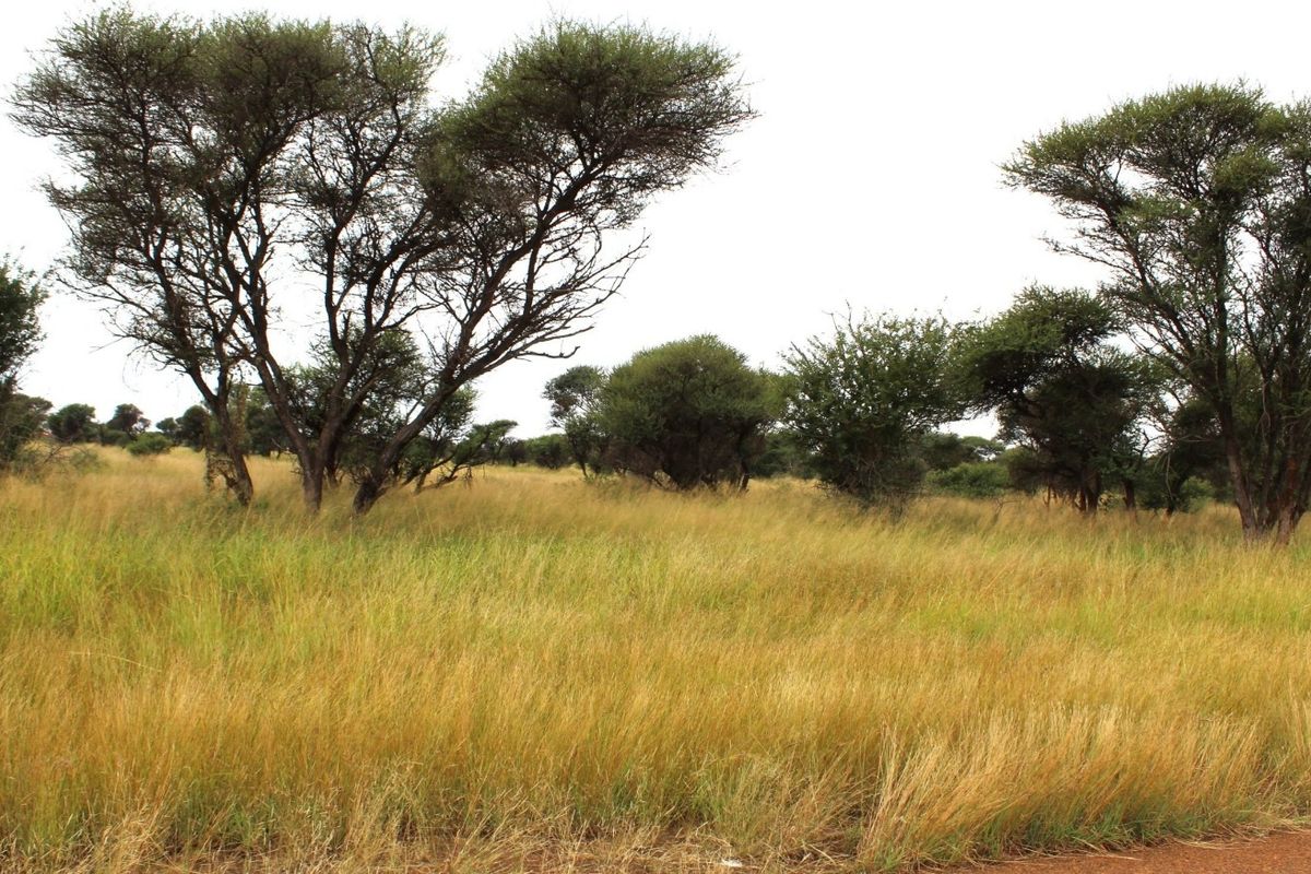 A view of the vacant residential land featuring natural grassland and mature native trees.