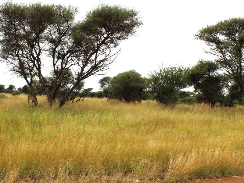 A view of the vacant residential land featuring natural grassland and mature native trees.