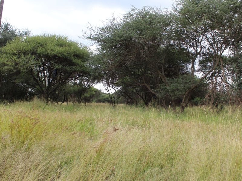 A view of a vacant residential plot featuring natural grass cover and established indigenous trees.