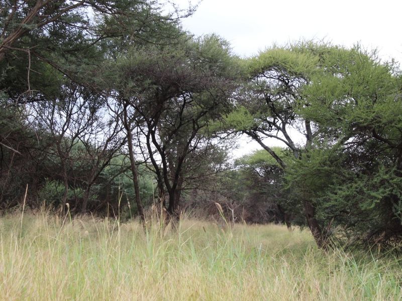 A view of the natural landscape featuring established native trees and wild grassland on the vacant residential property.