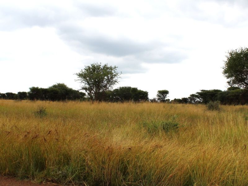 A view of the vacant residential land featuring natural grassland and scattered indigenous trees.