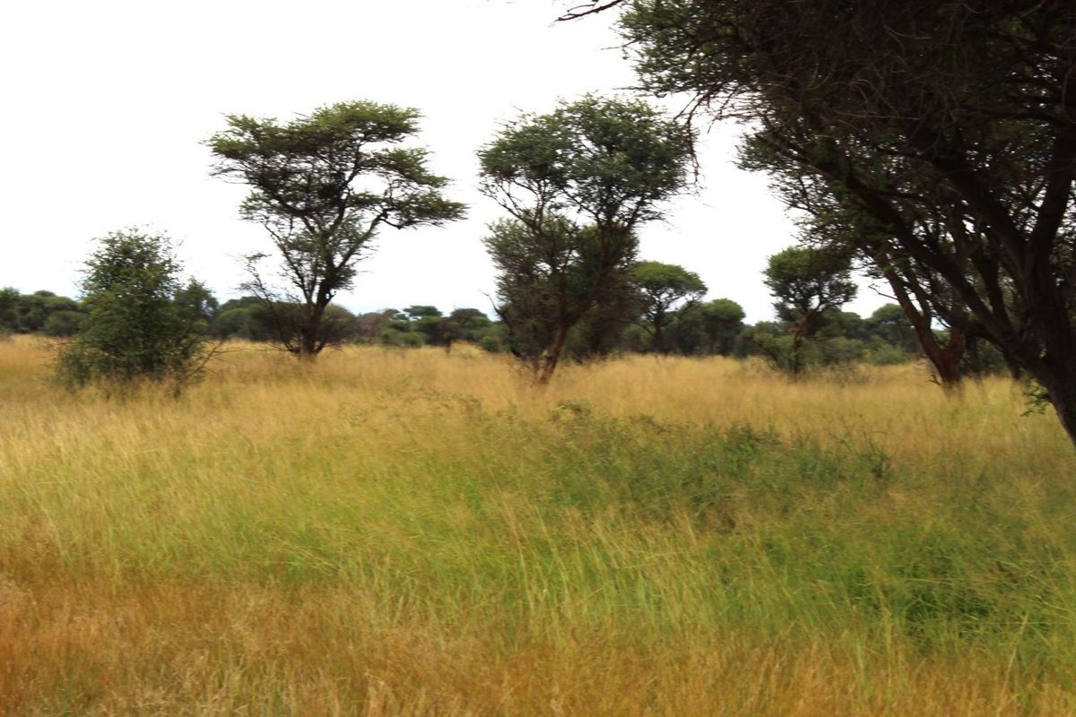 A view of the vacant residential land featuring natural grassland and established native trees.