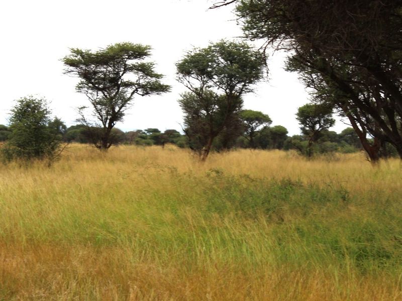 A view of the vacant residential land featuring natural grassland and established native trees.