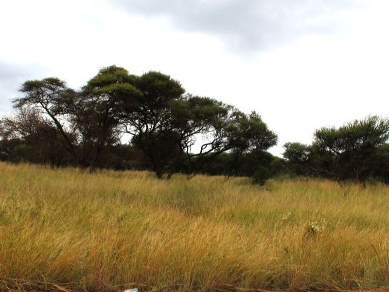 A view of the vacant residential land featuring natural grassland and established native trees.