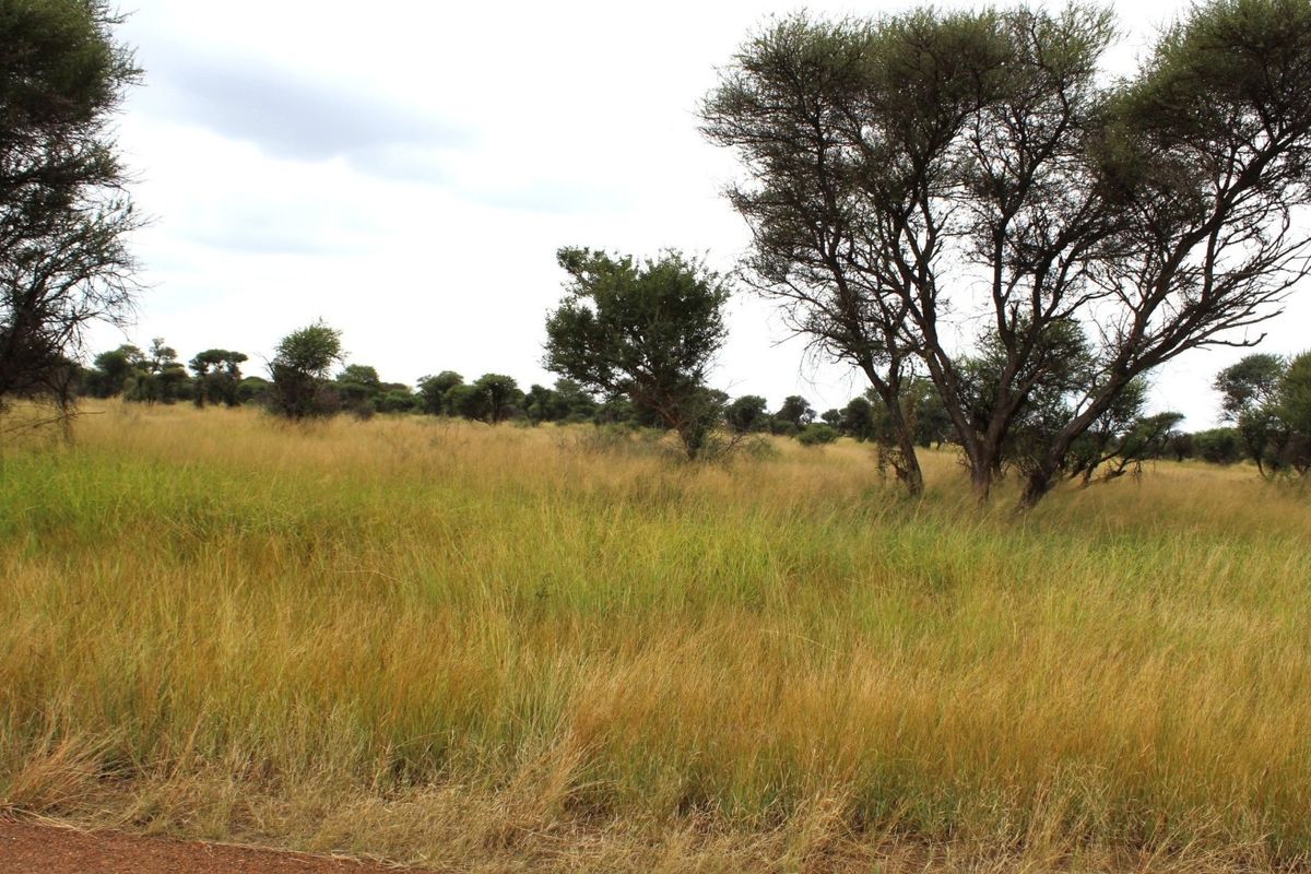 A view of the vacant residential land featuring natural grassland and mature native trees.