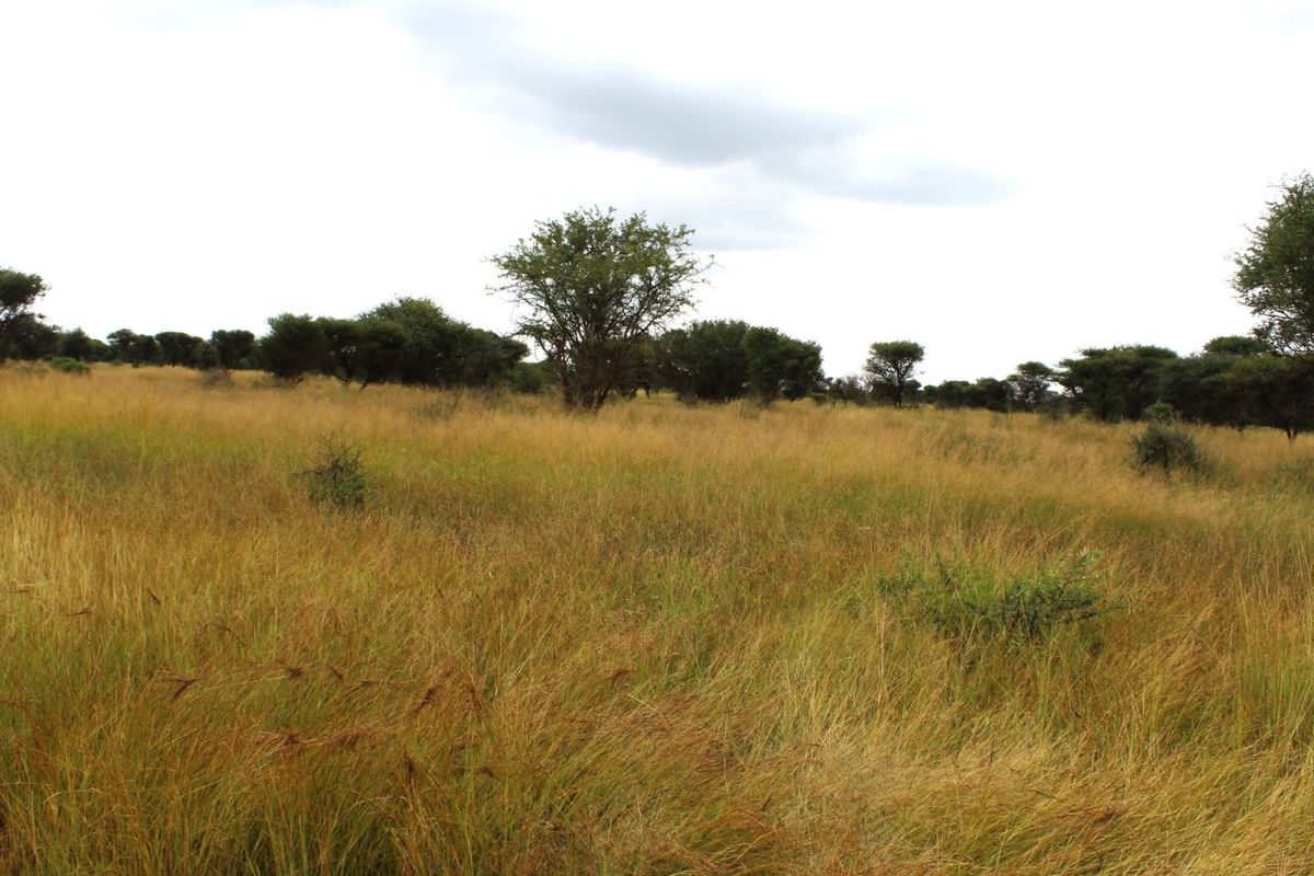 A view of the vacant residential land featuring natural grassland and scattered native trees.