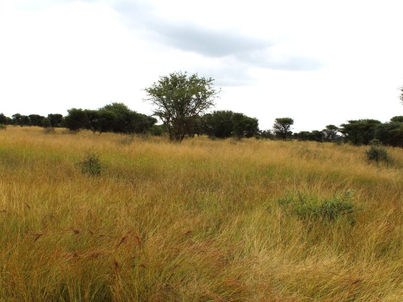 A view of the vacant residential land featuring natural grassland and scattered native trees.