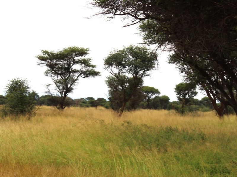 A view of the vacant residential land featuring natural grassland and established native trees.