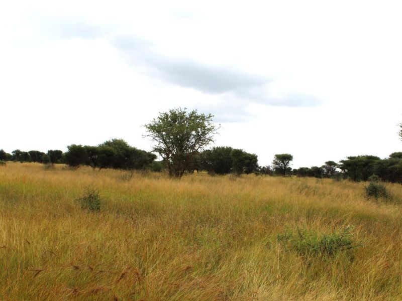 A wide-angle view of a vacant residential plot featuring natural grassland and scattered indigenous trees.