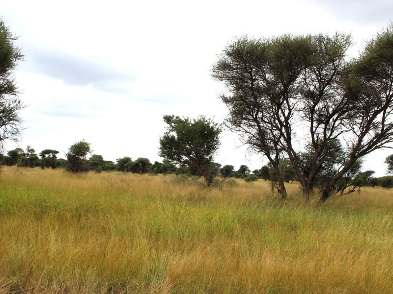 A view of a vacant residential plot featuring natural grassland and mature native trees.
