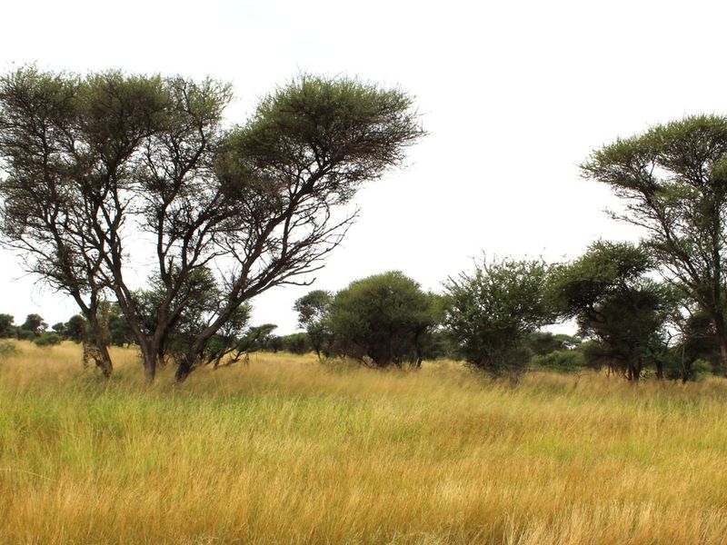 A view of the vacant residential land featuring natural grassland and established native trees.