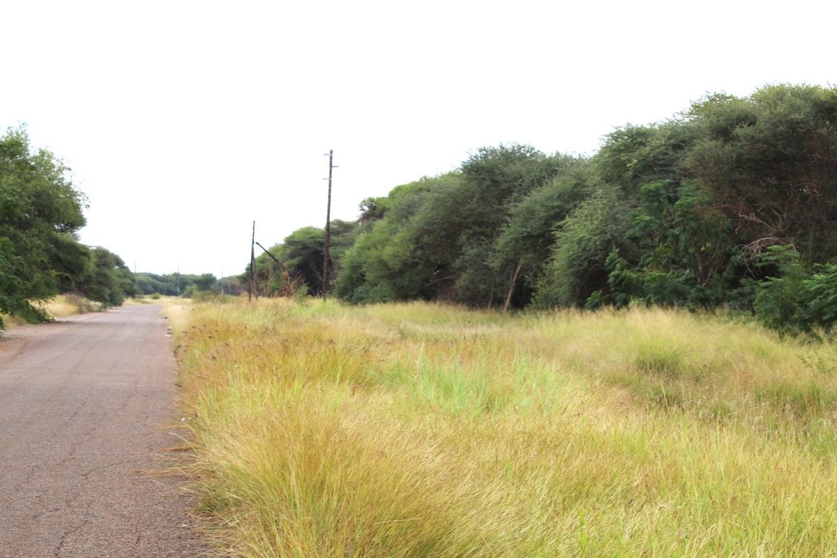 A view of the asphalt road frontage adjacent to the vacant residential land, featuring established trees and utility infrastructure.