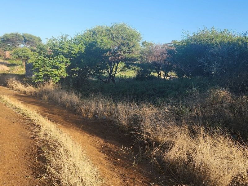 A view of a dirt access road leading to a vacant commercial land plot with established native trees and shrubs.