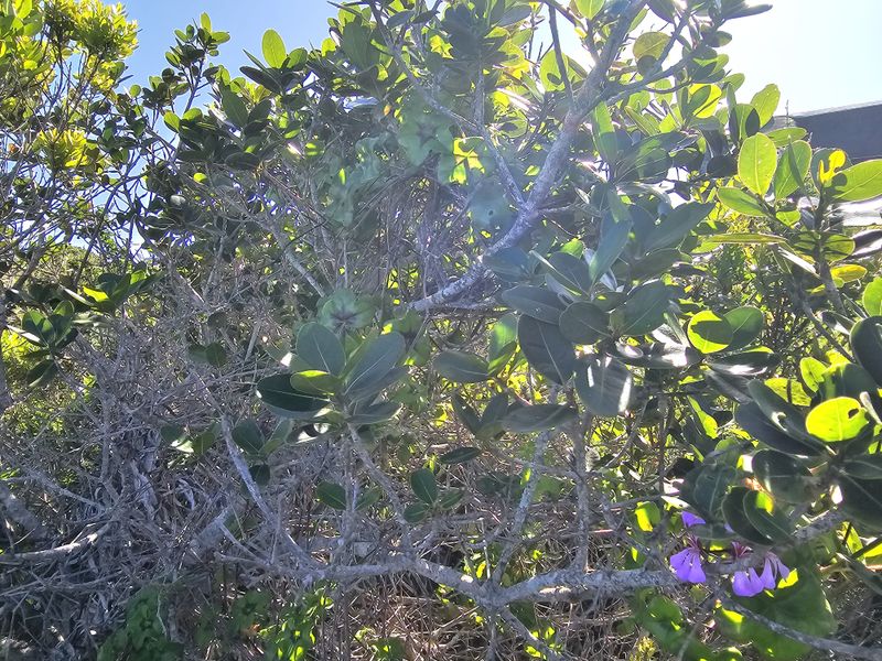 A close-up view of dense native shrubbery and vegetation on the residential plot.