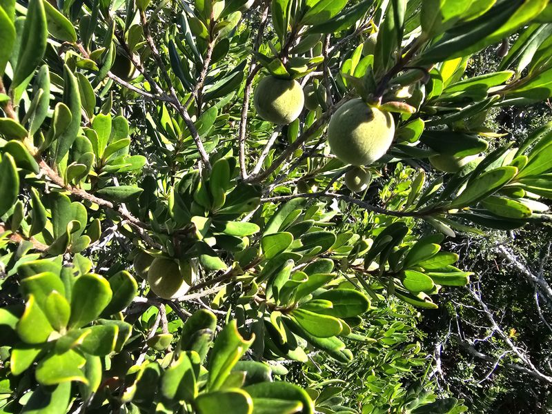 A close-up view of native vegetation and fruit-bearing shrubs found on the residential property.