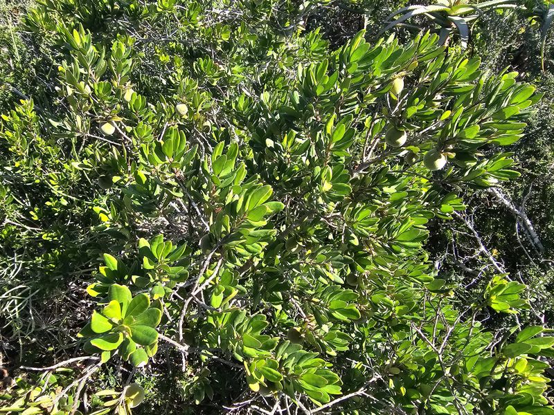 A close-up view of dense, healthy indigenous vegetation and shrubs characteristic of the local natural landscape.