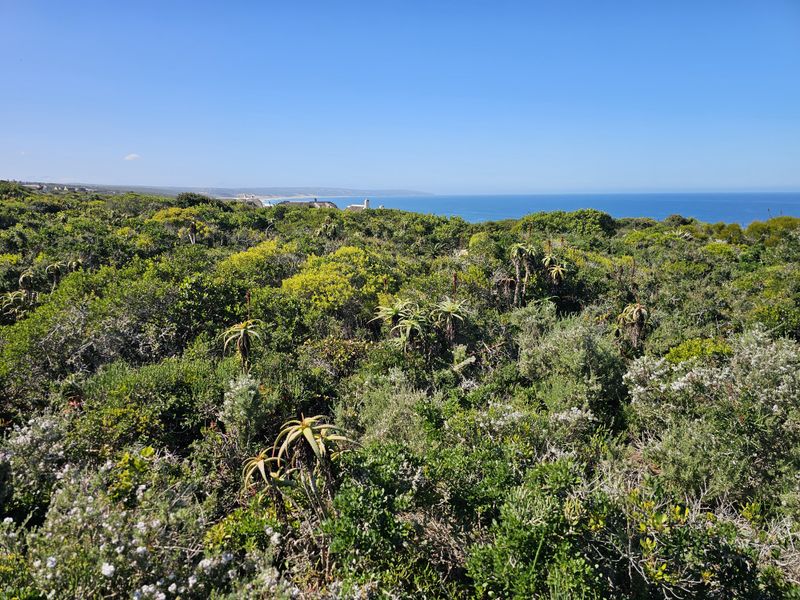 A scenic view overlooking natural coastal vegetation with the ocean visible in the distance.