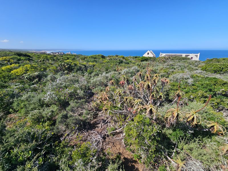 A scenic view of the coastal landscape featuring native vegetation with the ocean and distant residential properties in the background.