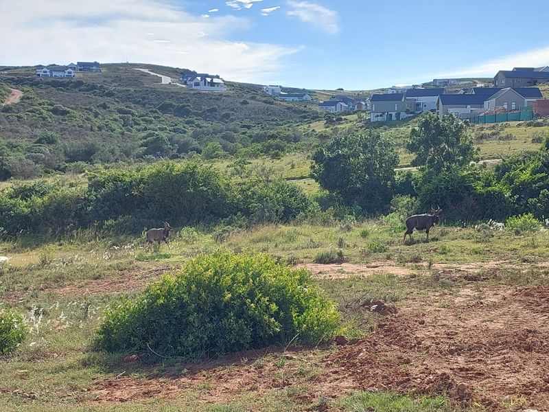 Brand-New 3 Bedroom Single-Level Home in Outeniquasbosch Wildlife Estate - Photo 9
