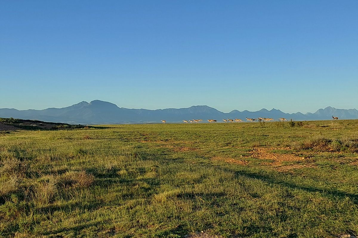Prime 1503m2 Stand in Outeniquasbosch Wildlife Village - Photo 2