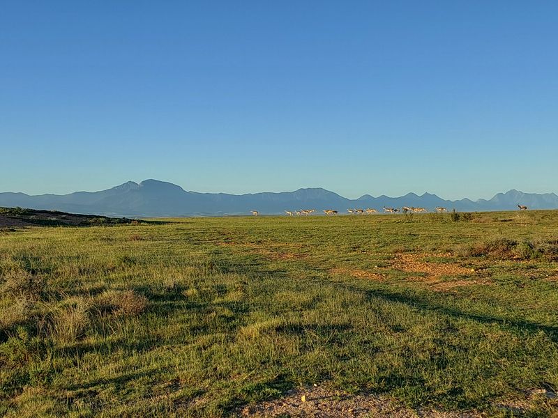 Prime 1503m2 Stand in Outeniquasbosch Wildlife Village - Photo 2