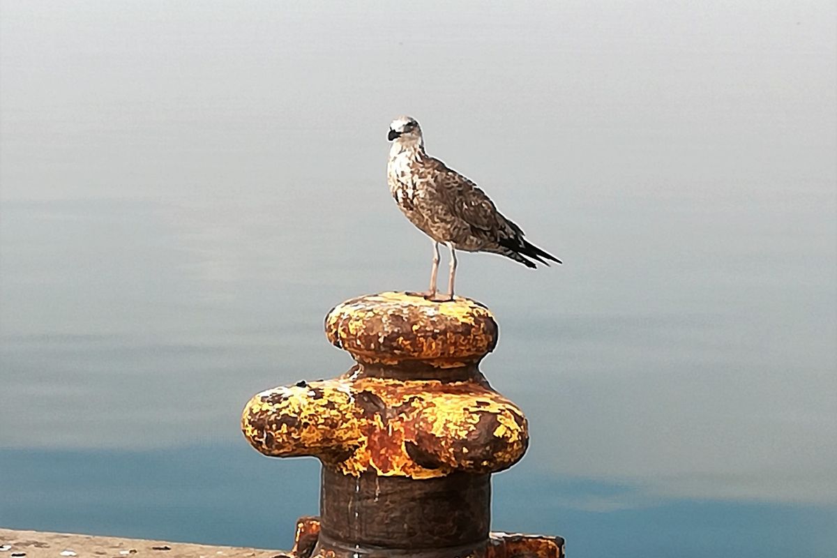 Pretty sure my birthstone is a seashell - Photo 3