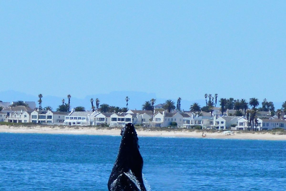 Good vibes happen on the tides - Photo 5