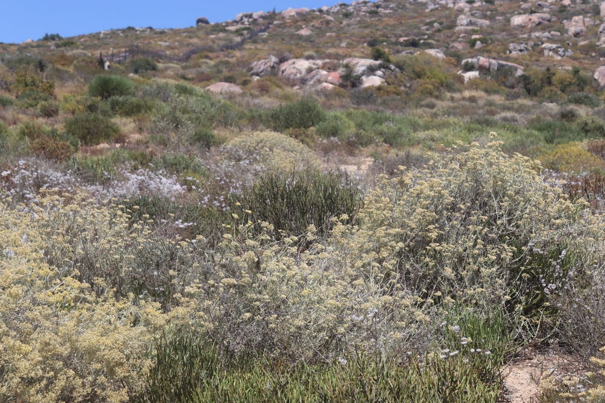 Vacant land for Sale in Kapteins kloof, St Helena Bay - Photo 5