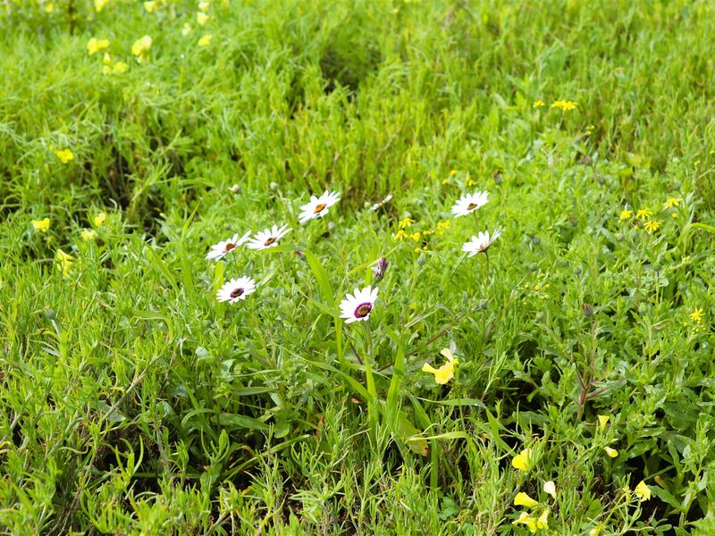 Vacant land for Sale in Kapteins Kloof - Photo 5