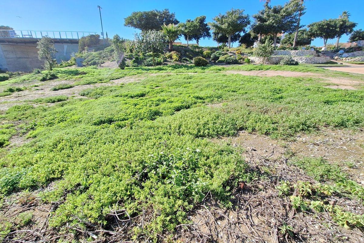 A view of a vacant residential plot featuring established ground cover, landscaping, and a retaining wall structure.