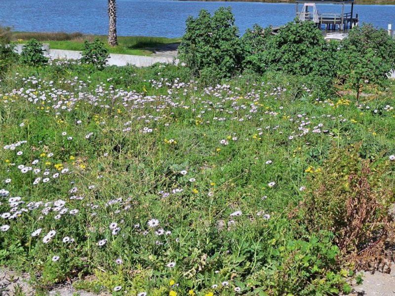A scenic view of the waterfront from the property, featuring natural vegetation and a clear outlook toward the water and jetty.