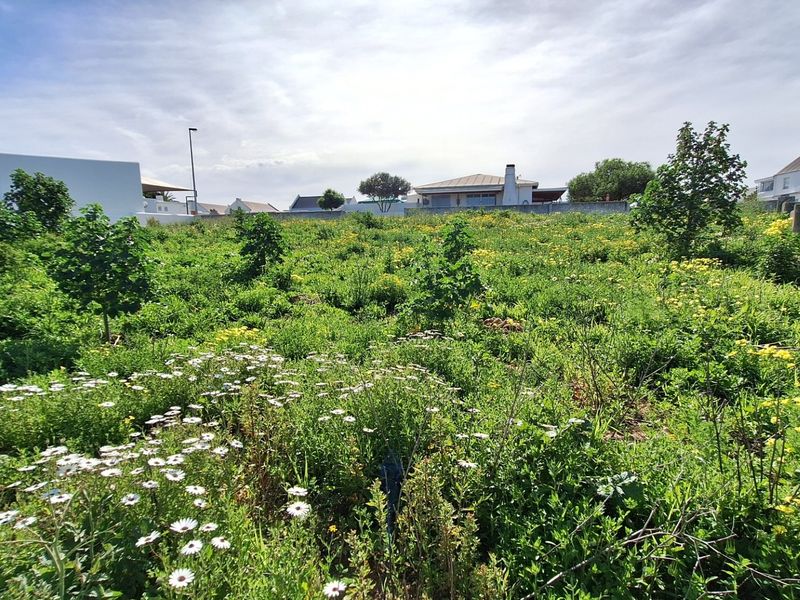 A vacant residential plot featuring natural vegetation and established boundary walls, offering a blank canvas for future development.