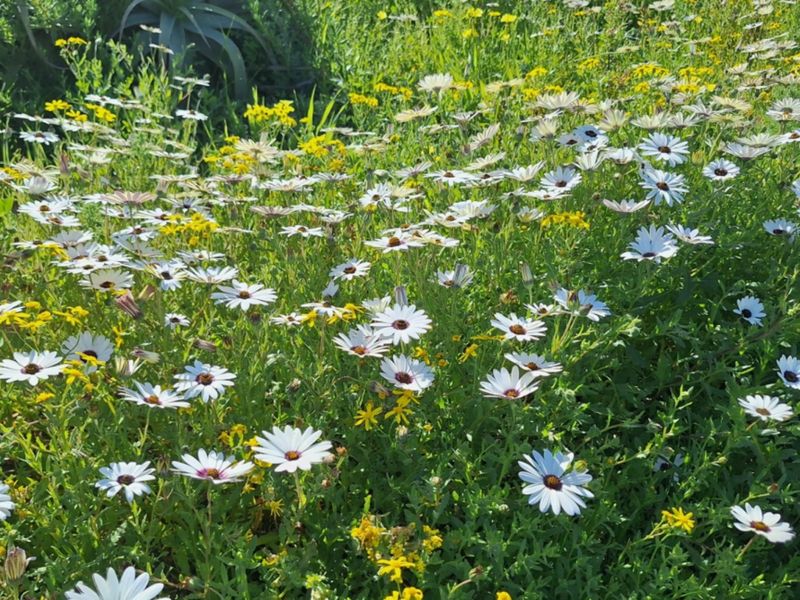 A vibrant display of indigenous white and yellow wildflowers covering the residential land, showcasing natural landscaping and established vegetation.