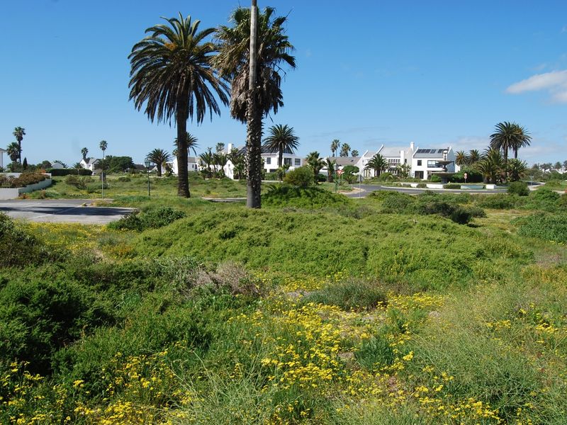 A view of a vacant residential plot featuring established palm trees, natural vegetation, and a paved driveway area within a developed neighborhood.
