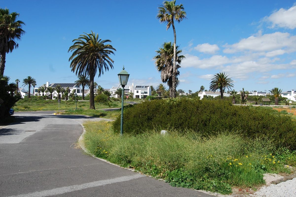 A view of a residential street featuring paved roads, mature palm trees, and established landscaping in a quiet neighborhood setting.