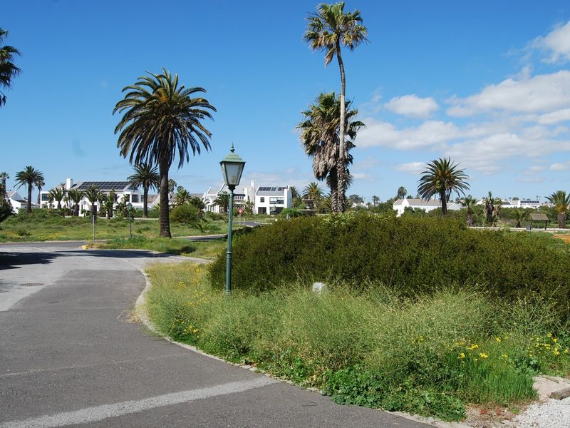 A view of a residential street featuring paved roads, mature palm trees, and established landscaping in a quiet neighborhood setting.