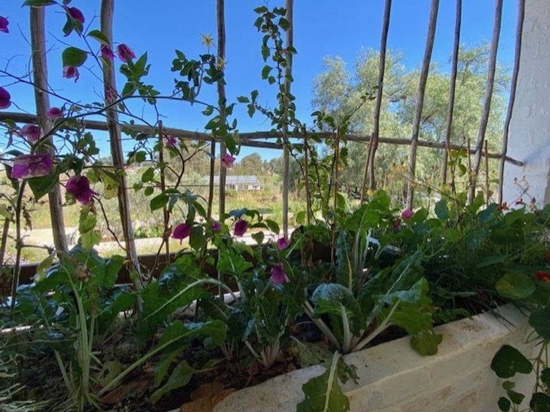 A sunny outdoor patio area featuring a built-in masonry planter box and a rustic wooden trellis screen.