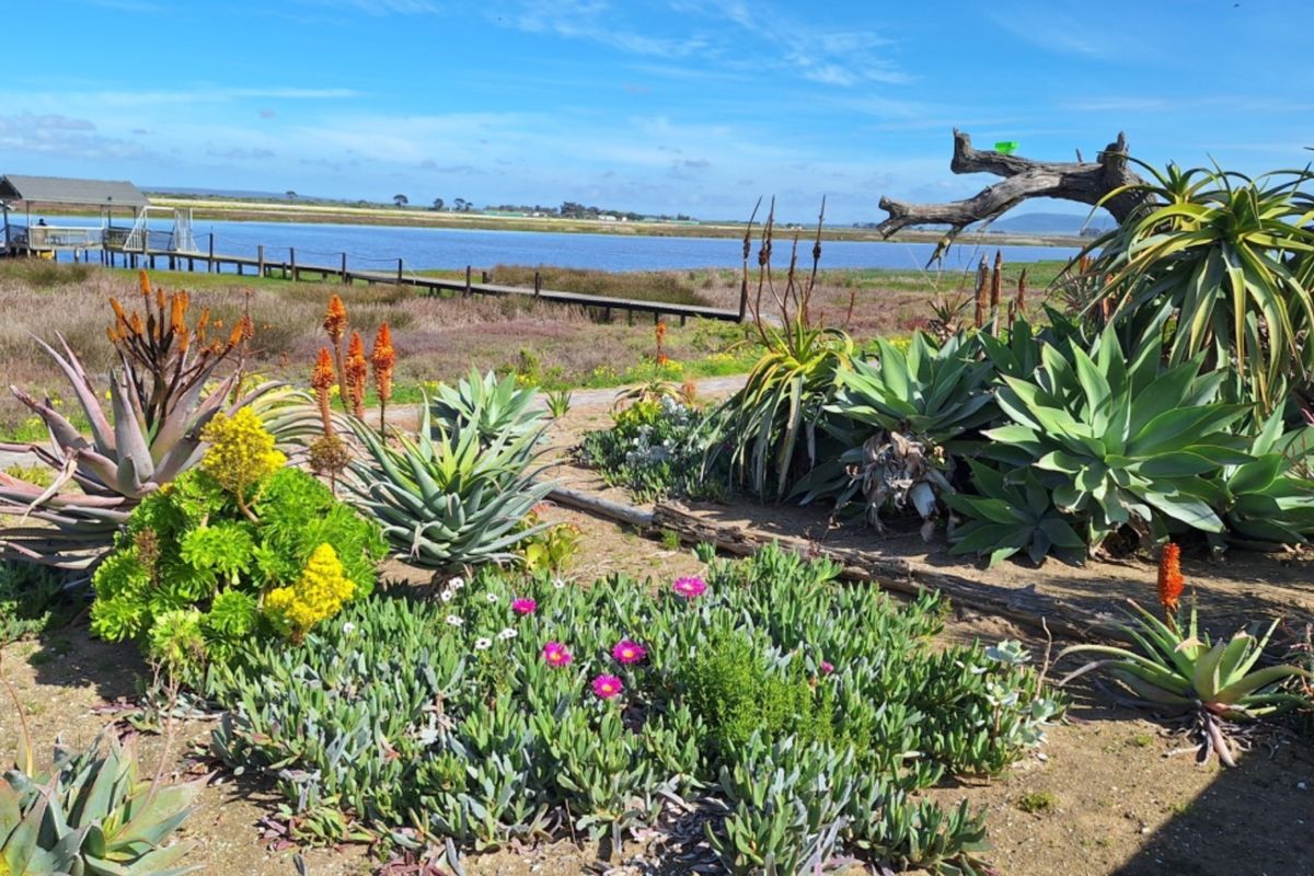 A scenic view of the waterfront featuring a landscaped garden with indigenous succulents and a wooden jetty extending into the water.