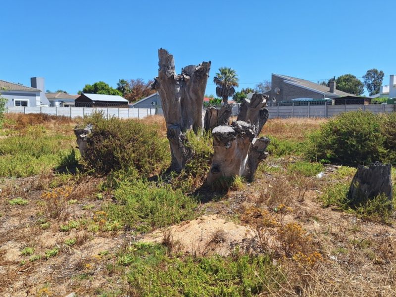 A vacant residential plot featuring dry vegetation, several large tree stumps, and a perimeter boundary wall in a suburban setting.